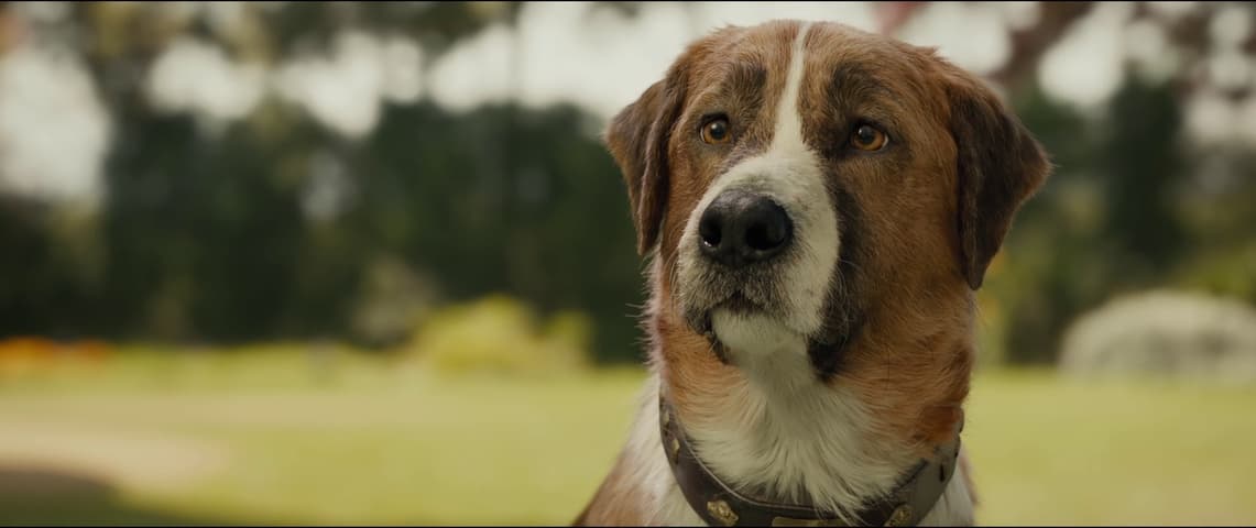 Image 4 de The Call of the Wild