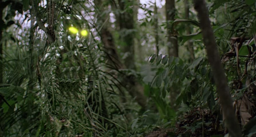 Predator, кадр 4
