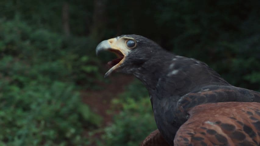 Image 3 de Hamnet