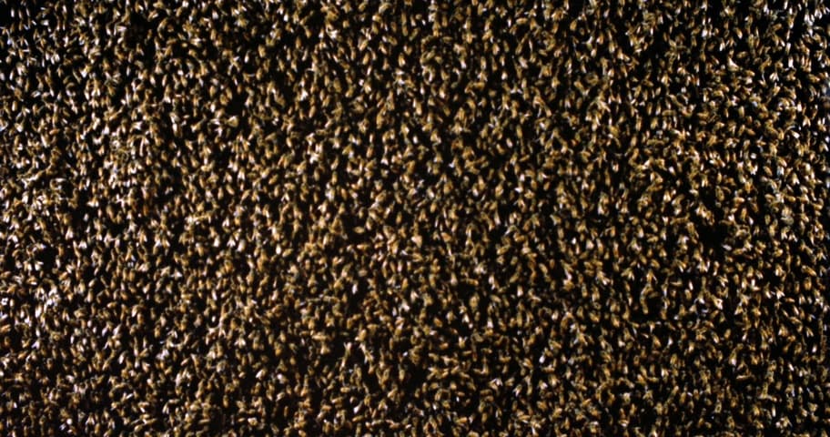 Image 4 de Candyman