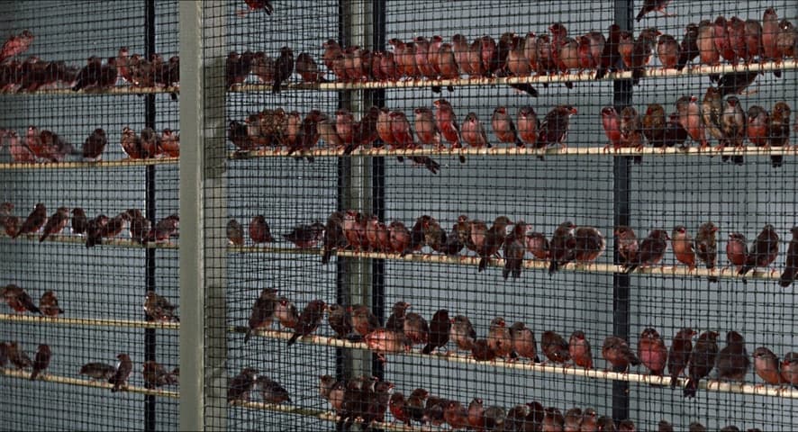 Image 1 de The Birds