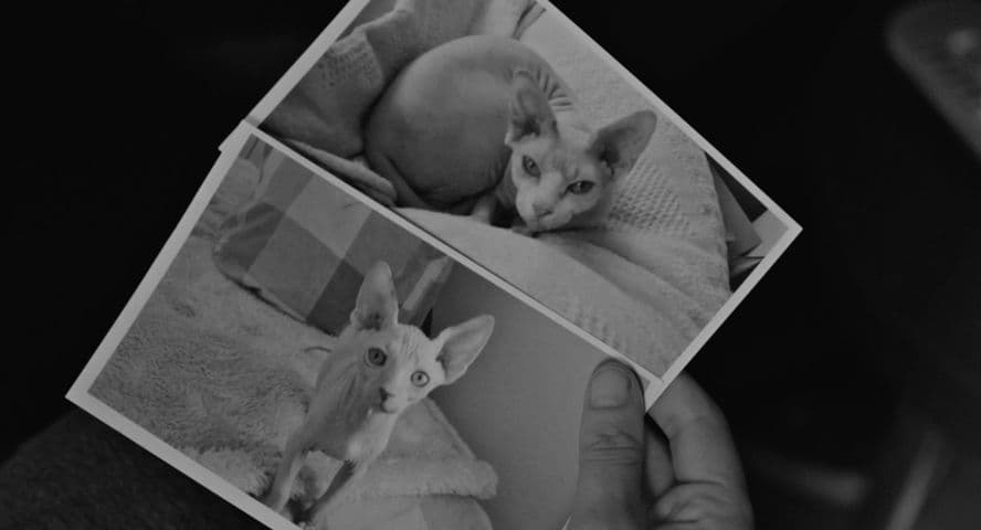 Frances Ha frame 2