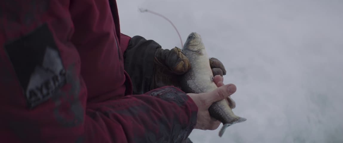 Image 4 de Arctic