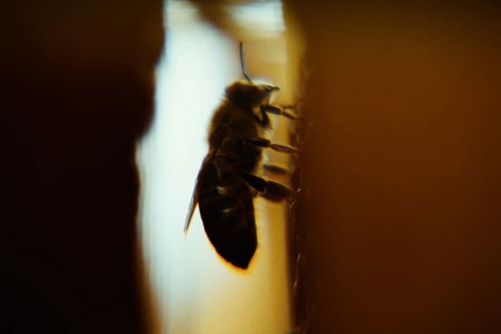 Bugonia frame 1
