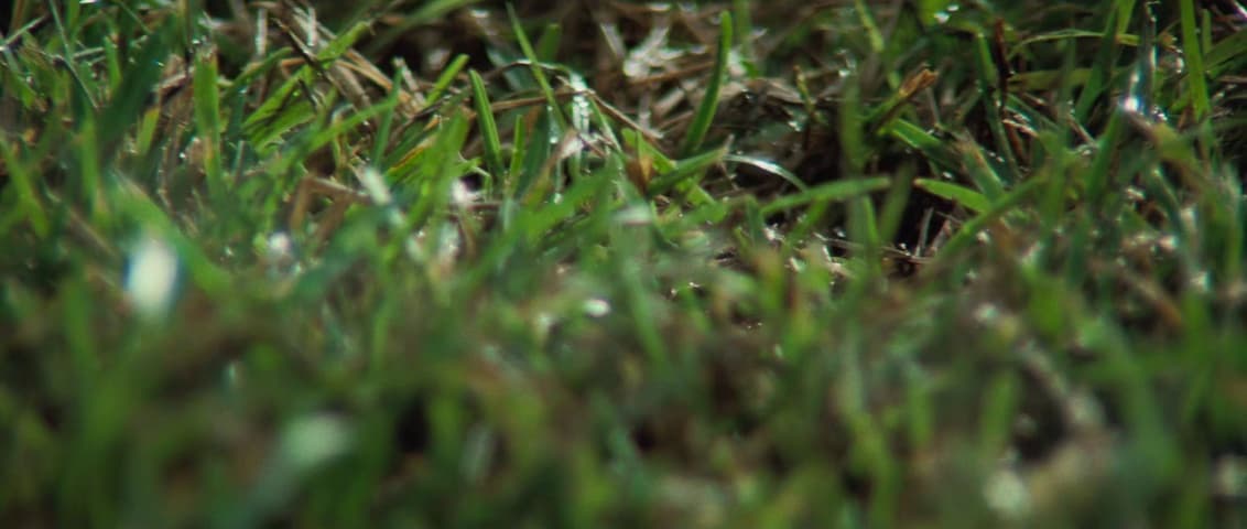 Image 3 de Blue Velvet