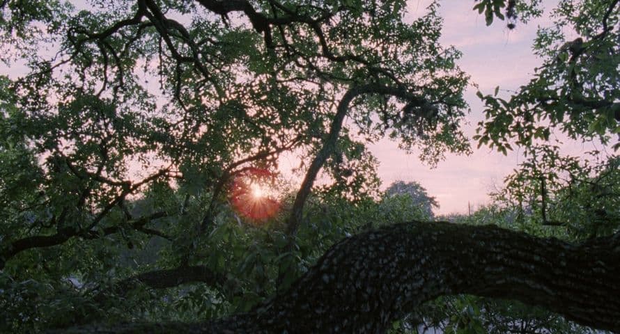 Image 2 de The Tree of Life
