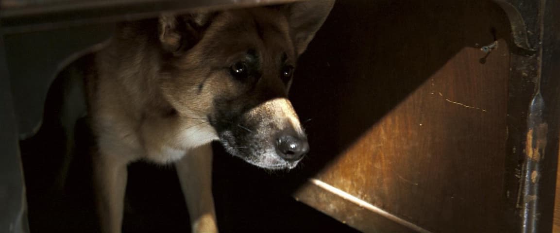 Image 3 de I Am Legend