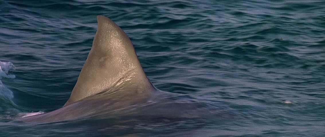 Jaws: The Revenge frame 1