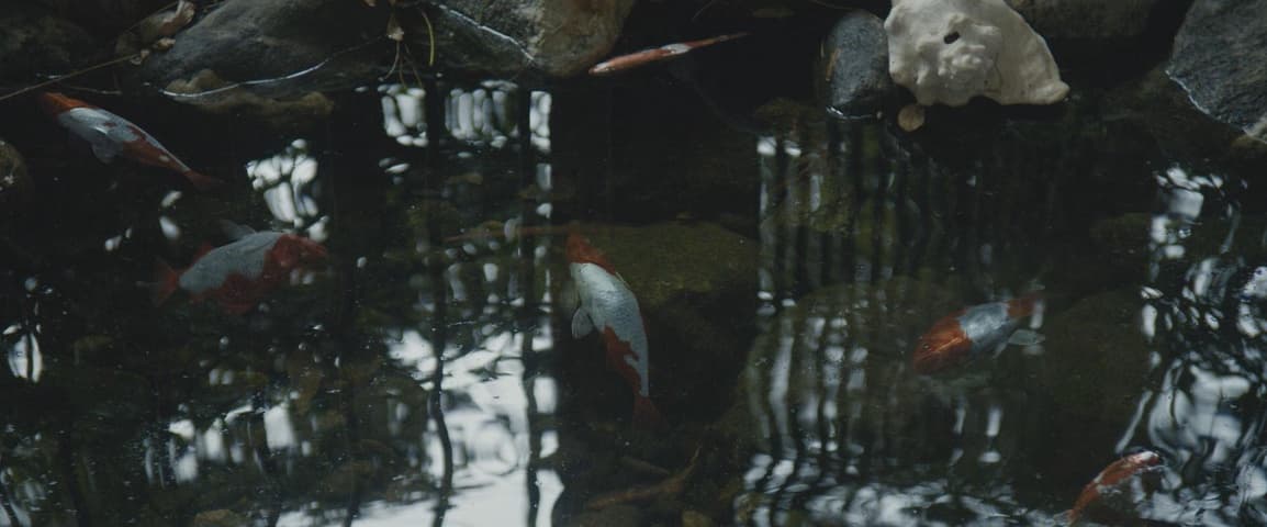 Image 4 de The Gift