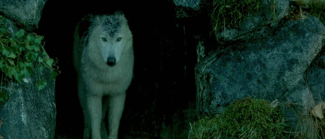Image 1 de Brotherhood of the Wolf