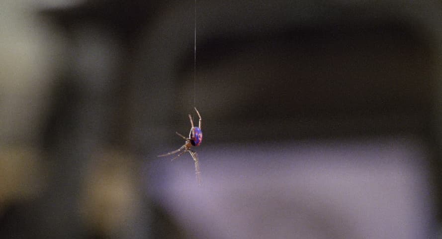 Spider-Man, кадр 2