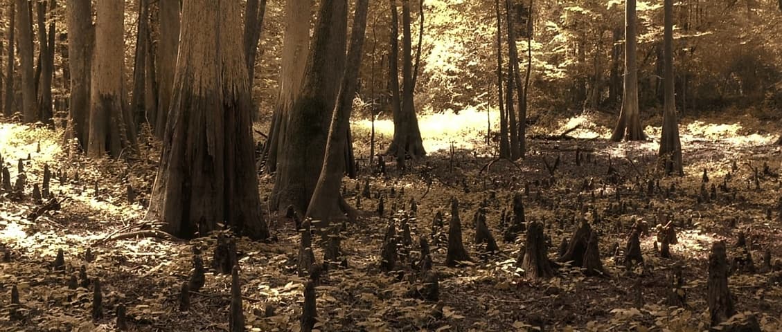 O Brother, Where Art Thou? frame 4
